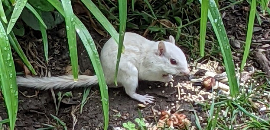 A picture of Clark the Chipmunk enjoying some seeds left out for him by the library staff.